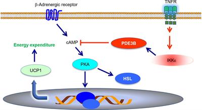 Interaction of Adipocyte Metabolic and Immune Functions Through TBK1